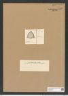 Lithodesmium californicum Grun. (de-Toni-Nr.: Genus 144, Species 4090) Zeichnungen Sammlung Grunow Nr. 7632 (NHMW-BOT-W0376812)
